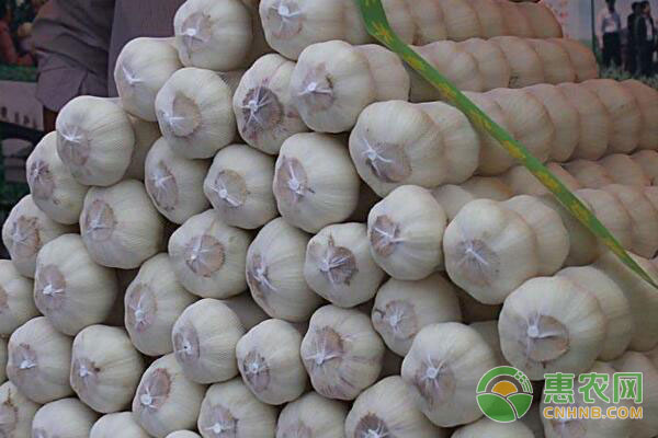 河南大蒜产地最新价格探秘,绿意之旅寻求内心平静