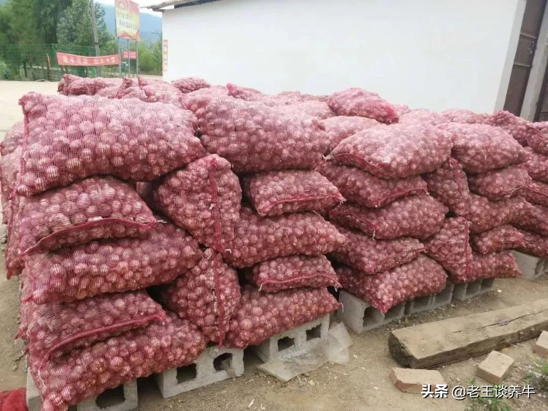 河南大蒜产地最新价格探秘,绿意之旅寻求内心平静