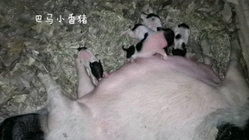 小苏斗鸡最新专业视频,自信与成就感的励志幽默之旅