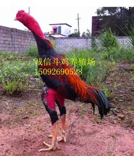 小苏斗鸡最新专业视频,自信与成就感的励志幽默之旅