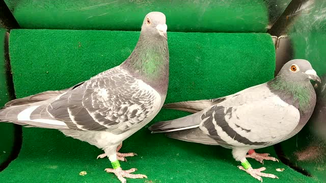 李征远最新信鸽视频,鸽子日常展现友情与温暖