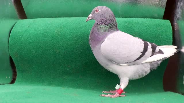 李征远最新信鸽视频,鸽子日常展现友情与温暖