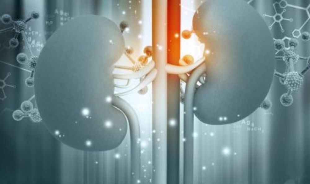 肾脏最新动态,观点阐述与深度解析