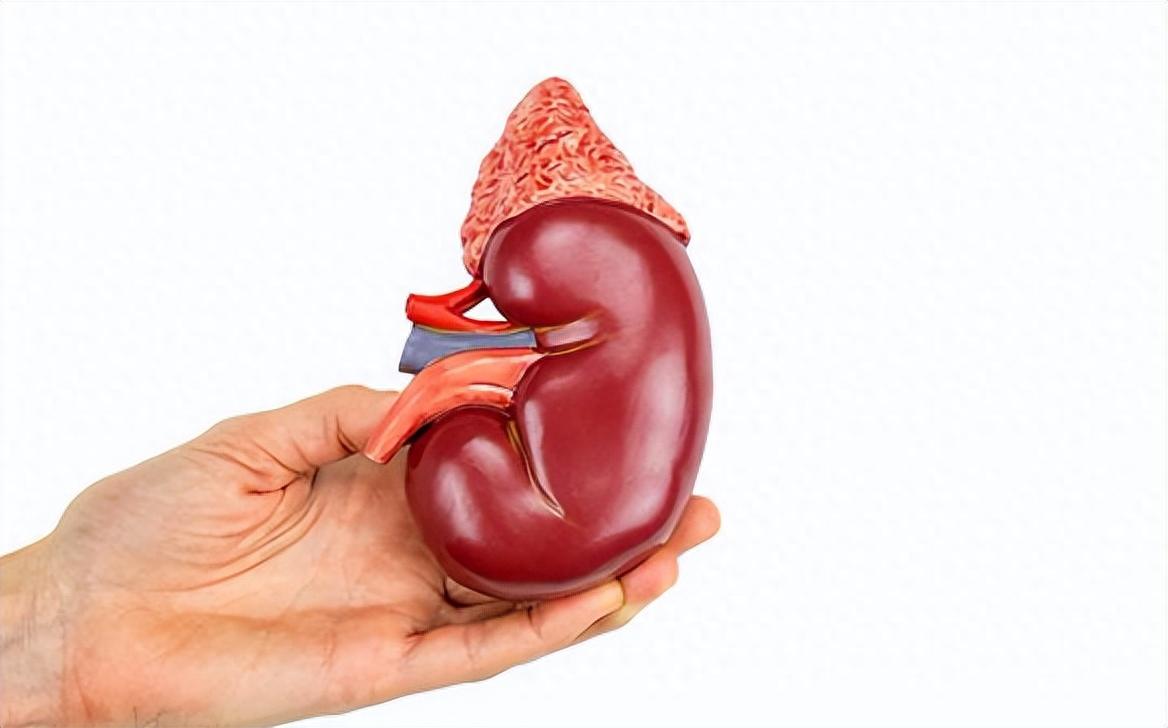 肾脏最新动态,观点阐述与深度解析