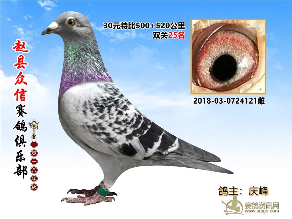 最新信鸽冠军归巢精彩瞬间——高科技产品下的信鸽冠军风采展示