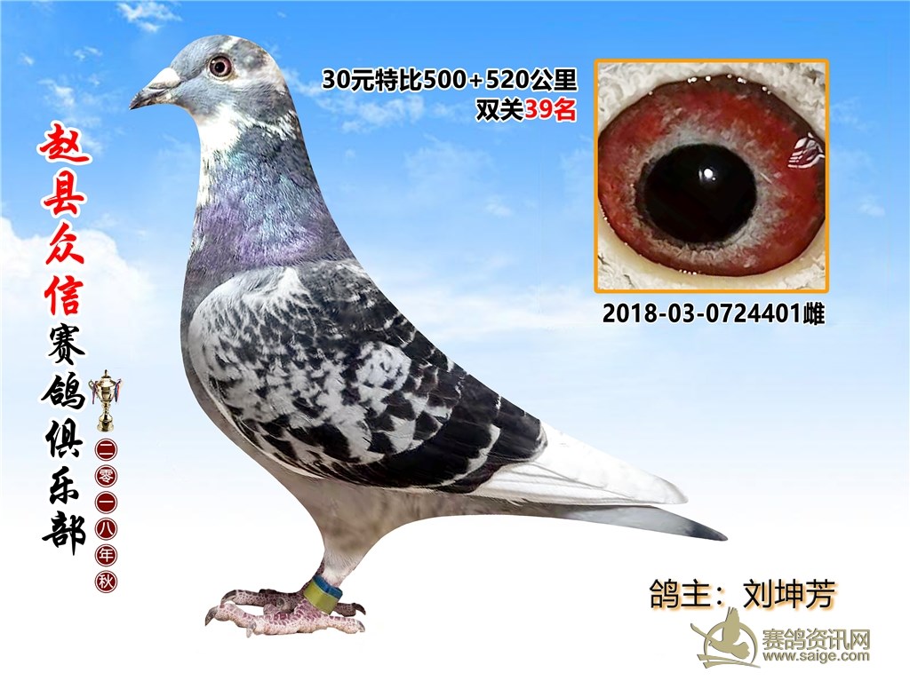 最新信鸽冠军归巢精彩瞬间——高科技产品下的信鸽冠军风采展示