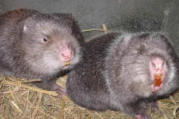 最新养殖项目精选推荐及观点论述概览