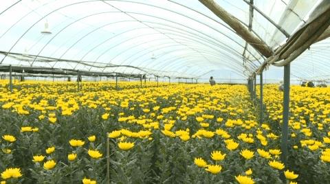 科技风潮下的荣盛发展新篇章——今日股票行情分析