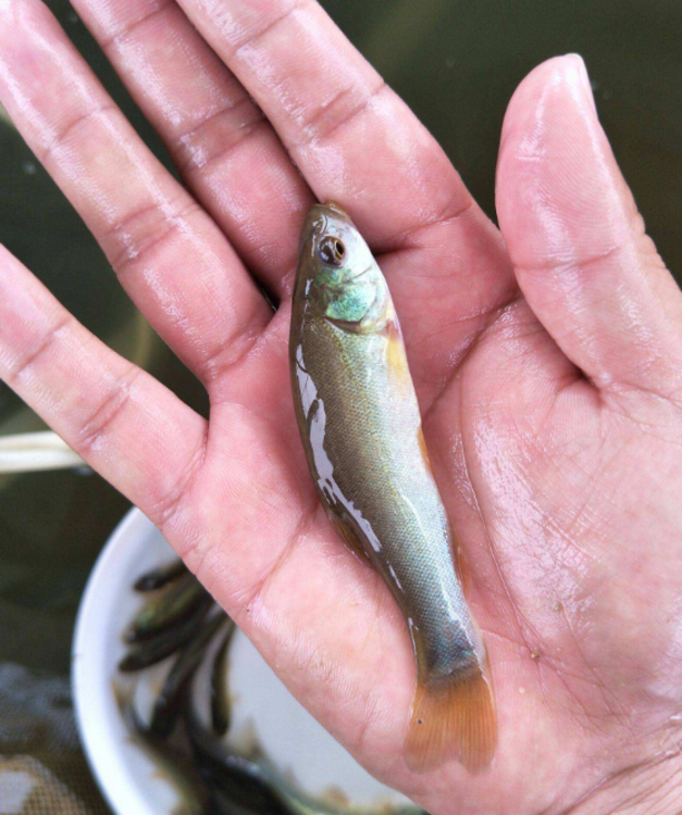 鱼种价格揭秘,一场自然美景的探索之旅