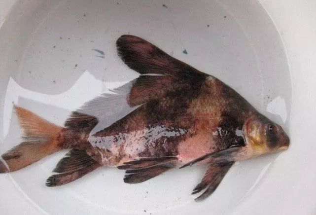 鱼种价格揭秘,一场自然美景的探索之旅