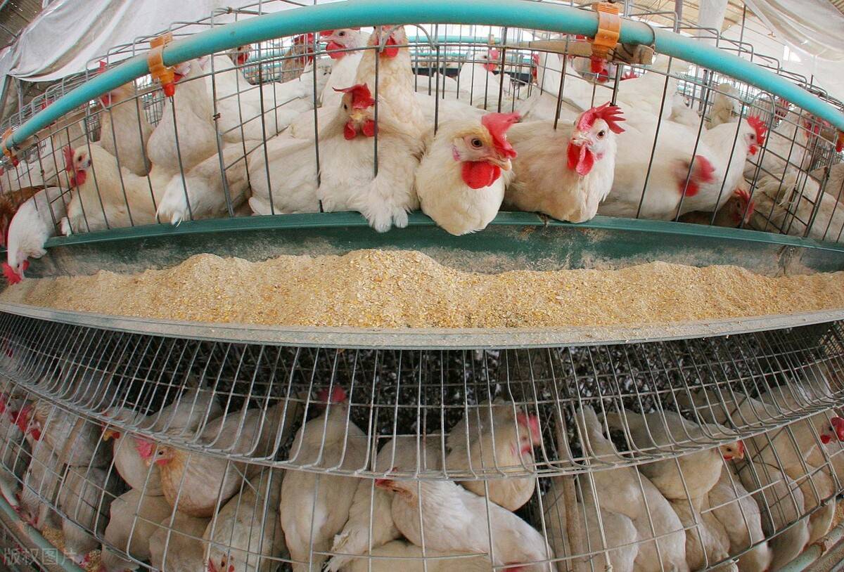 欢乐农场,温馨日常中的肉鸡收购与深厚友情纪事