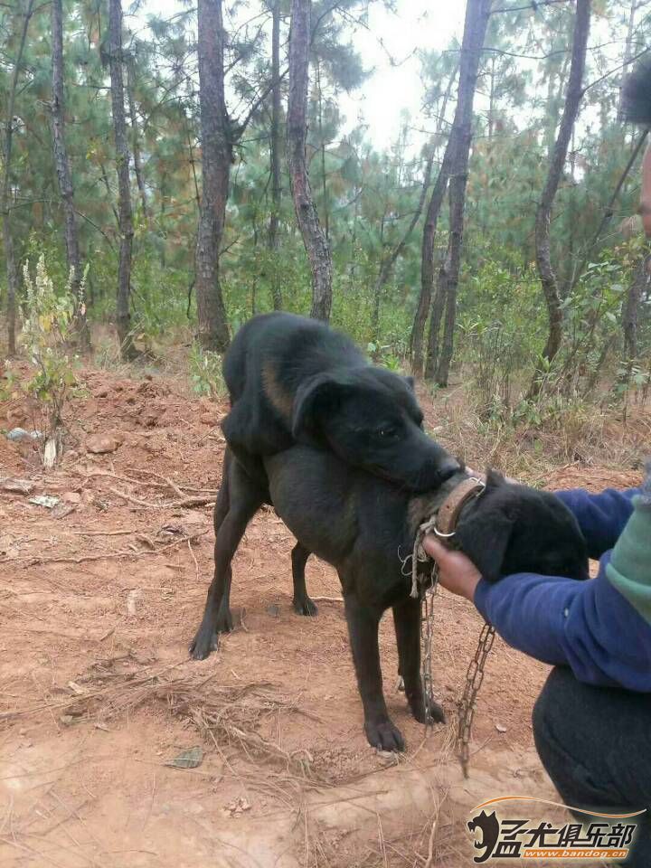 最新凉山猎犬买卖联系，涉及违法犯罪问题