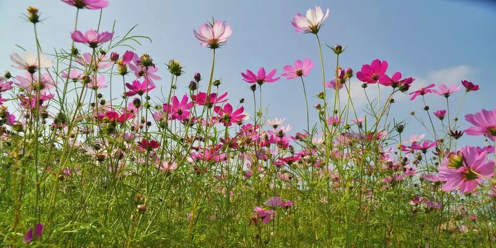 春暖花开有你，网络新纪元下的时代篇章