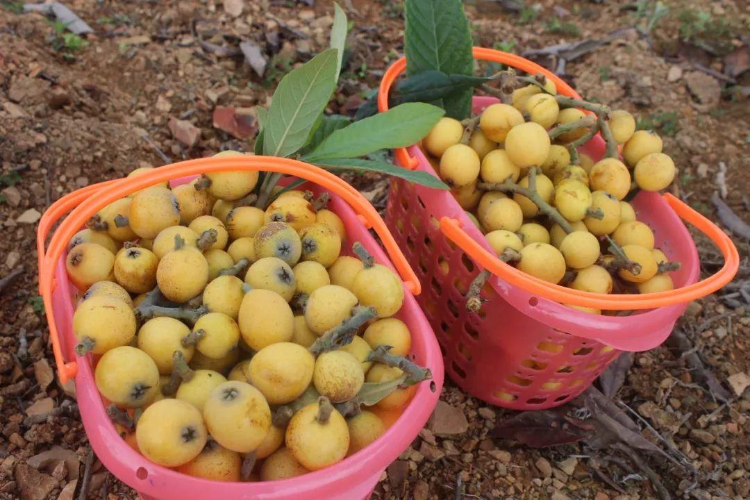 安义最新科技,重塑生活,未来之光体验