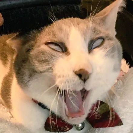 猫咪官方最新版网站，启程自然探索，探寻内心宁静之地
