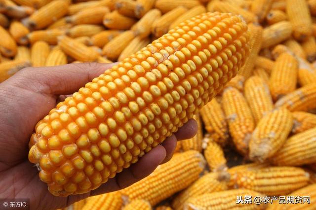 哈尔滨玉米价格最新行情及分析概述