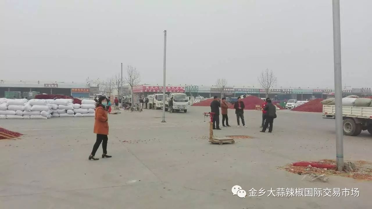 金乡蒜乡最新动态更新，全面播报最新资讯