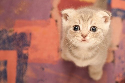 最新萌猫大盘点，揭秘猫界新星，萌猫群星闪耀！