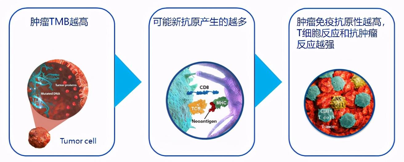 最新体液免疫研究进展,探索巷弄深处的免疫科学宝藏