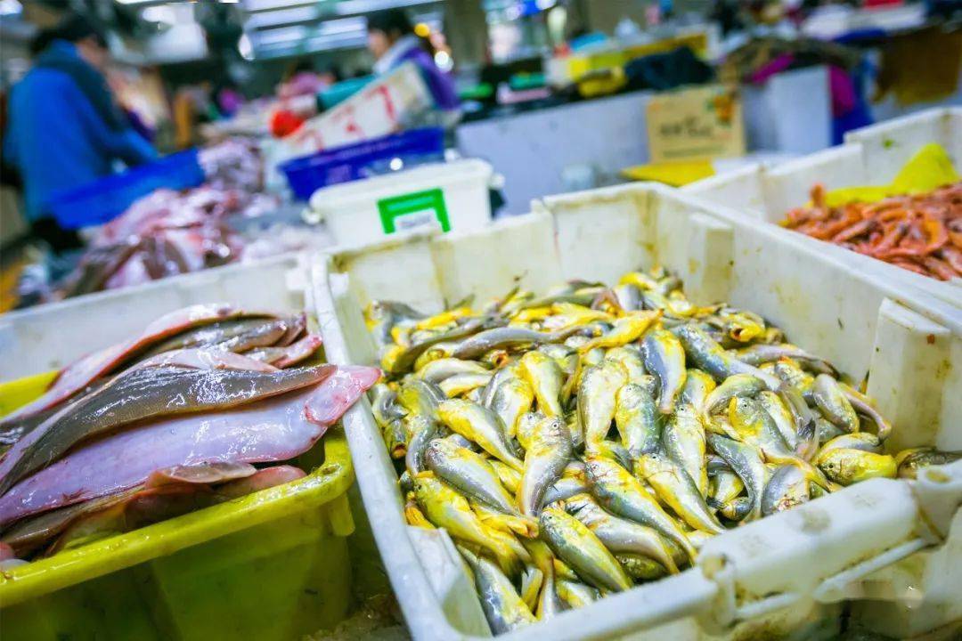 梅子鱼价格探索之旅,寻找内心平静的旅程