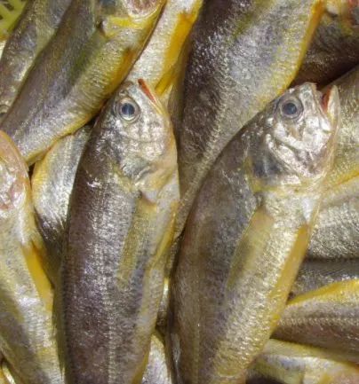 梅子鱼价格探索之旅,寻找内心平静的旅程