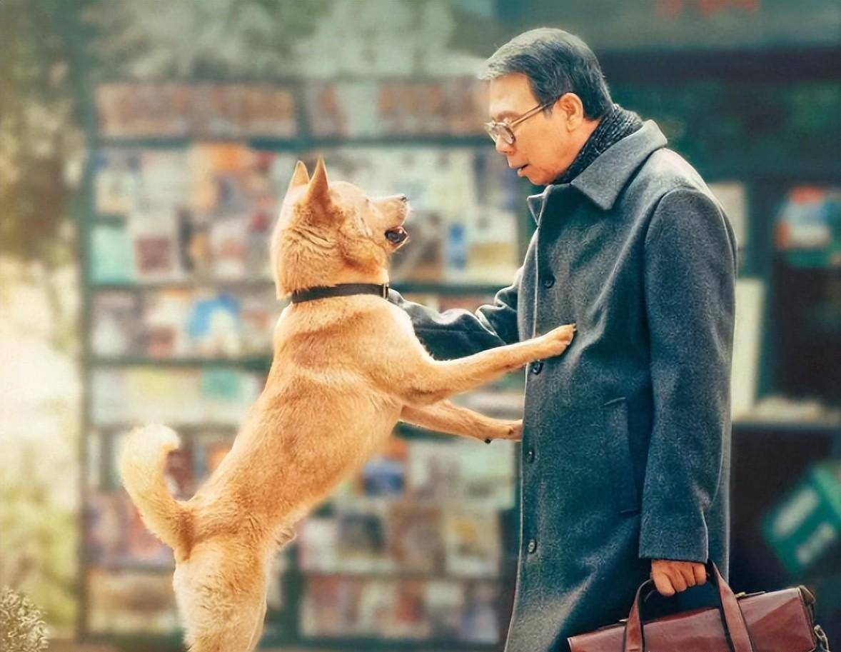 电影忠犬八公,小巷深处的奇缘与温馨小店故事