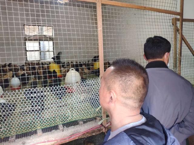 揭秘养鸡上市企业的内幕，你所不知道的故事🐓