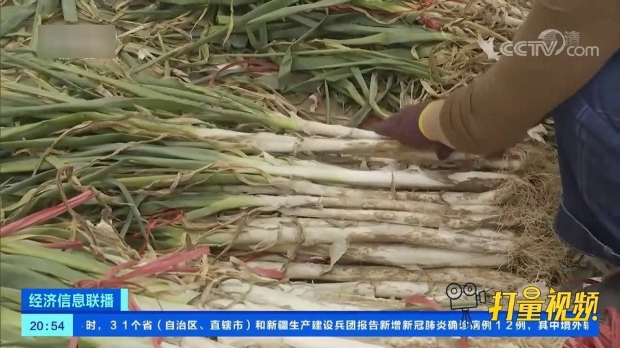 最新葱价行情，小葱的成长与人生自信蜕变之路