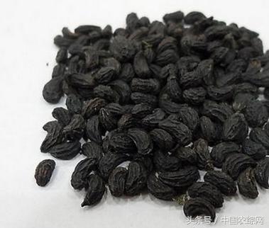 石菖蒲最新价格行情，开启内心平静的绿色探索之旅