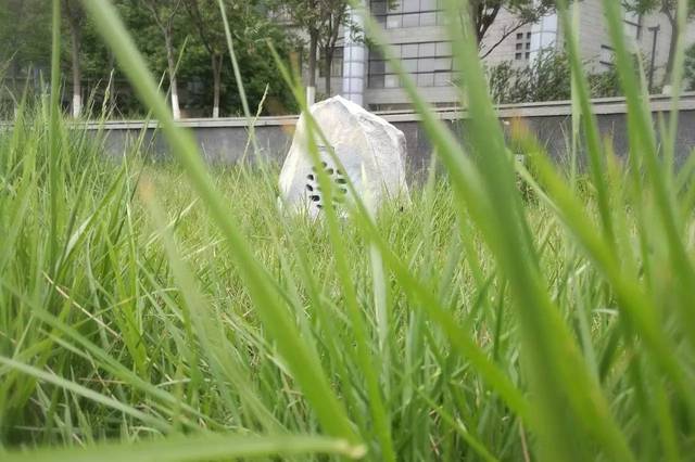 青青草福利更新，草坪上的欢乐时光新篇章开启