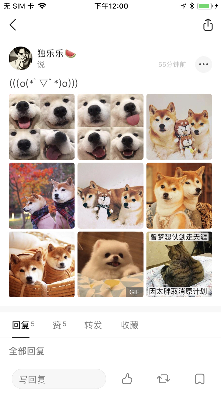 犬公主最新动态更新，最新消息与揭秘