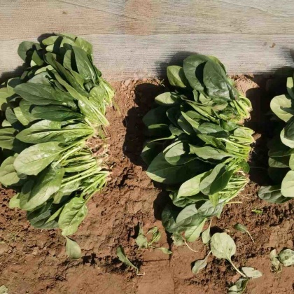山东菠菜价格最新行情深度解析