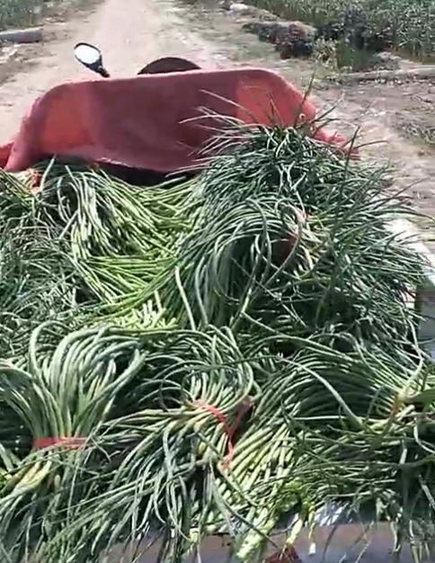 蒜苔价格最新行情更新通知