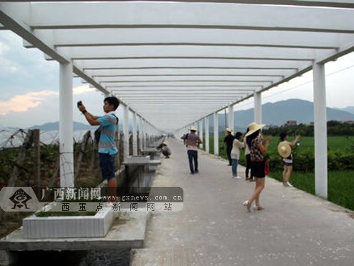 北流最新闻，多元视角下的观点碰撞深度解析