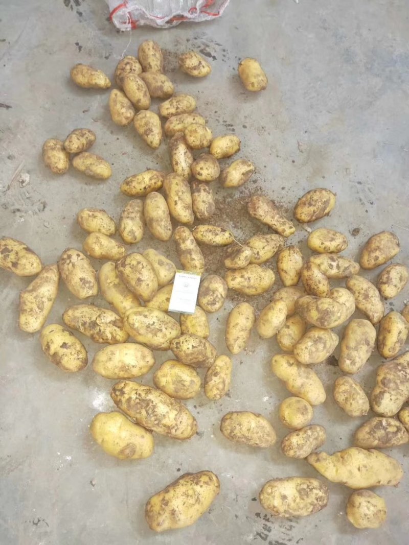 安丘土豆价格行情更新报告，最新价格动态一网打尽！
