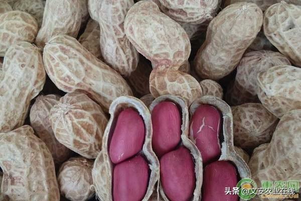 带壳花生最新行情揭秘，小巷里的花生秘境的价格更新！