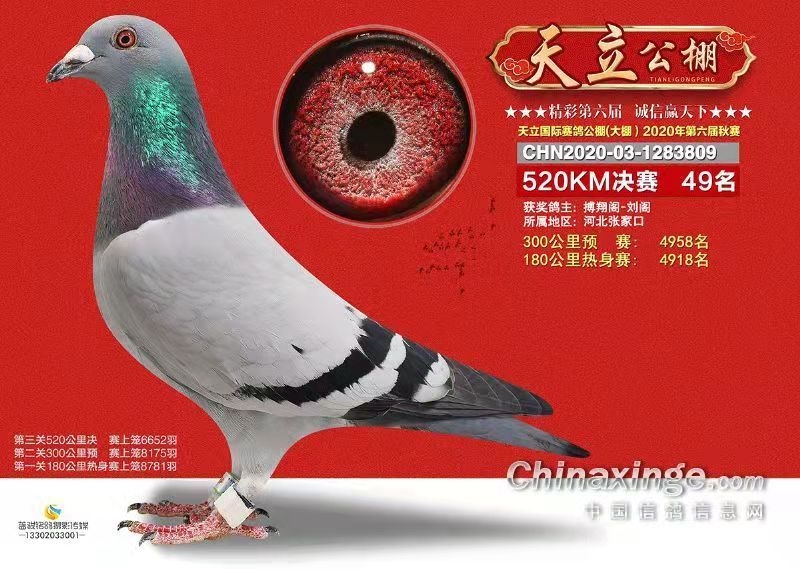 天立公棚开启新时代，翱翔未来梦想，最新公告发布