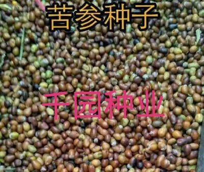 苦参最新价格信息更新