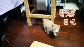 最新在线撸现象深度探讨