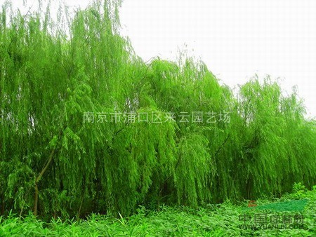 垂柳最新价格及高科技产品介绍指南