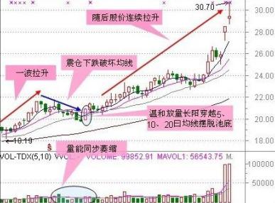 芝麻最新行情，背景、动态与地位的全面解析