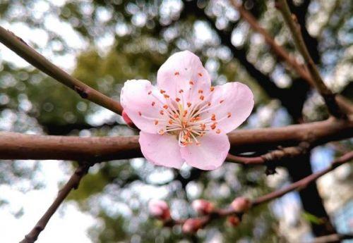 最新桃花绽放，时代变迁下的绽放之美