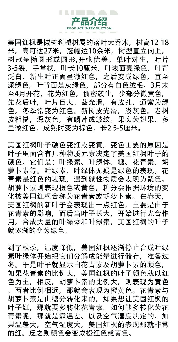 最新红枫苗，时代的绿意与记忆之树