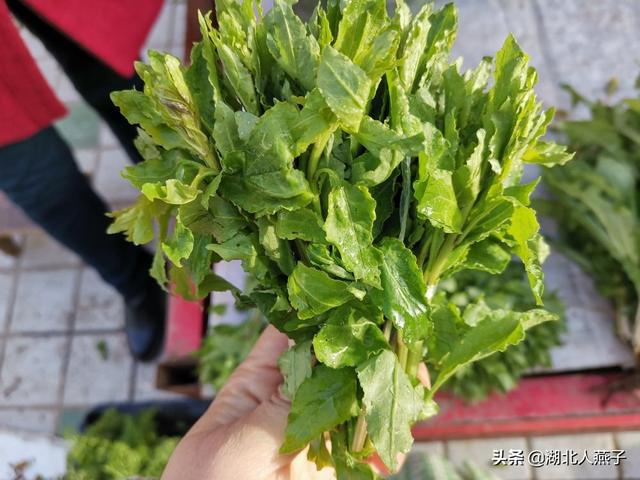 最新野菜，绿色力量与人生变化之美探索