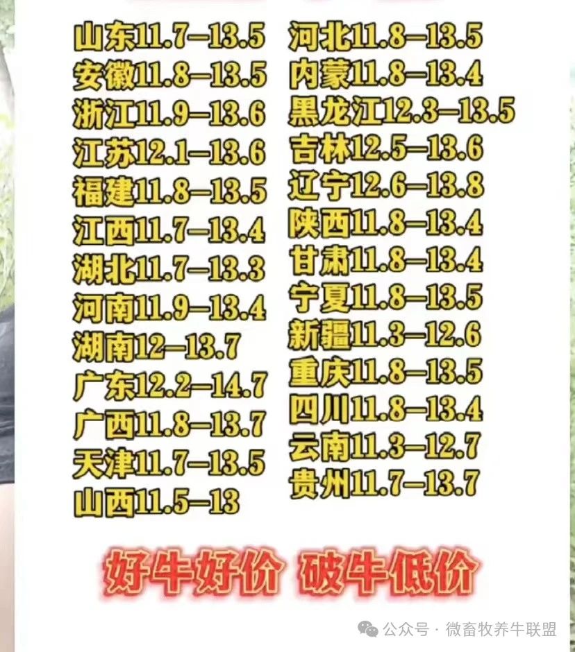 牛价最新动态与市场走势多元观点分析