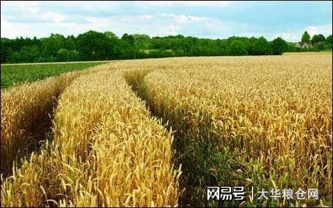 山东小麦最新价格分析，市场动态、趋势预测与影响因素探讨