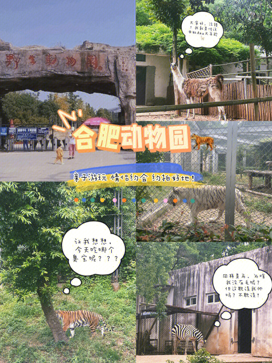 合肥动物园最新动态，熊猫与狮子的生活更新🐼🦁