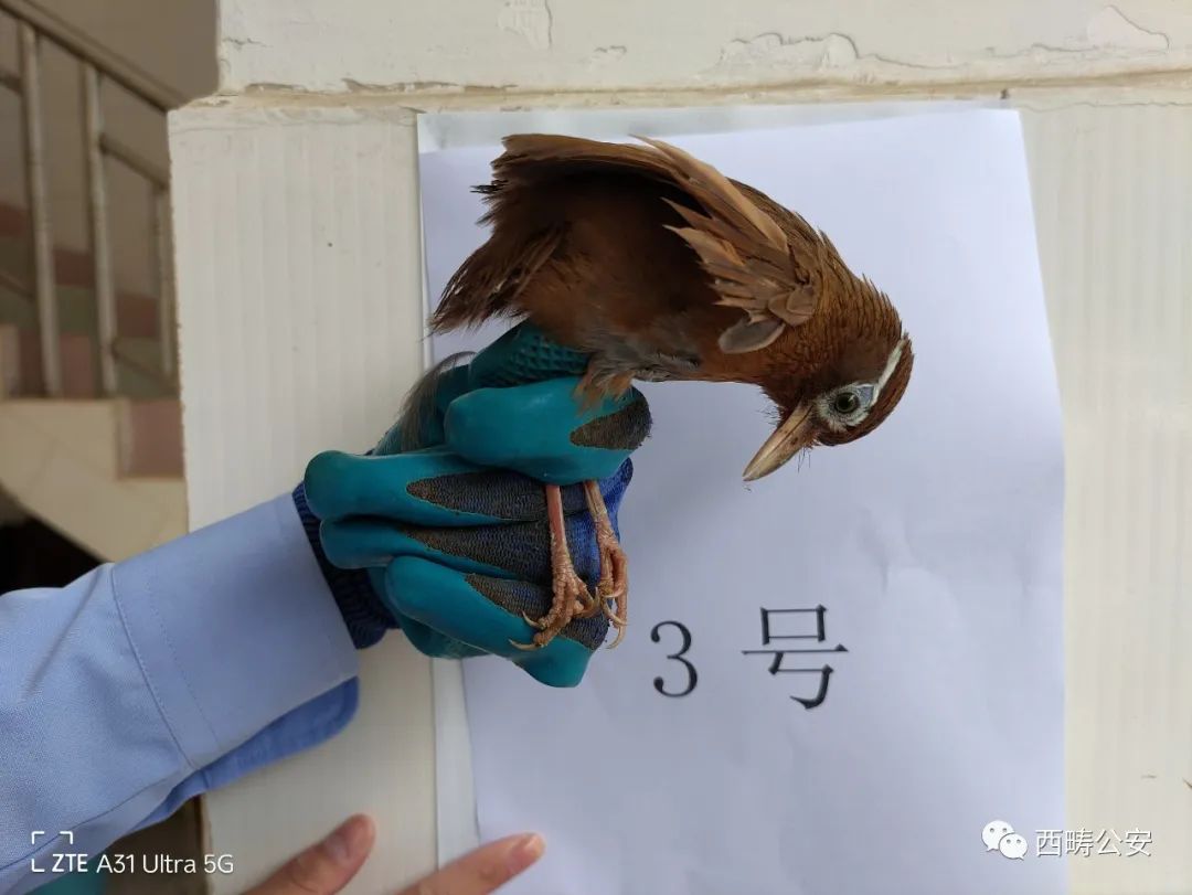 法律视野下的最新画眉鸟案探讨