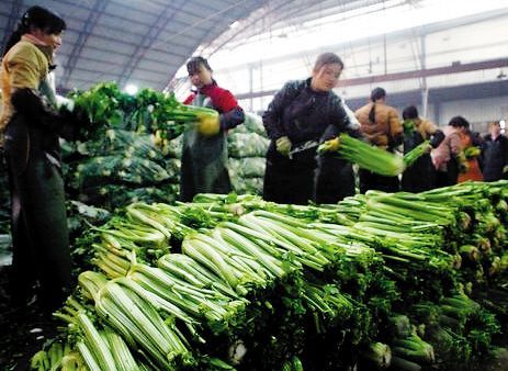 乌鲁木齐蔬菜价格最新动态与探索自然美景之旅