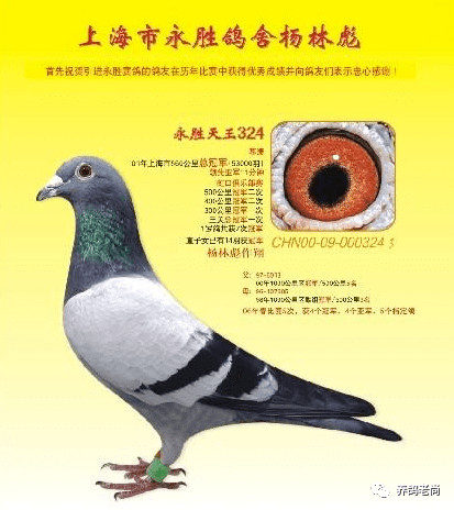 胡刚谈鸽子，温情日常与友情羁绊的诉说
